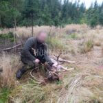 Lov daňka u Kamenice nad Lipou 2025