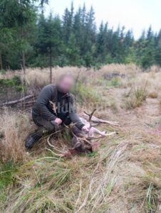 Lov daňka u Kamenice nad Lipou 2025/2026 3