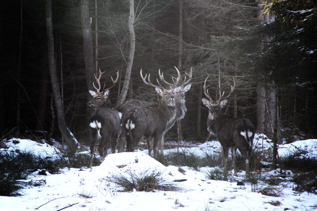 Obora Jitro ✅ Poplatkový lov jelena sika Dybowského ✅ Lov daňka evropského ✅