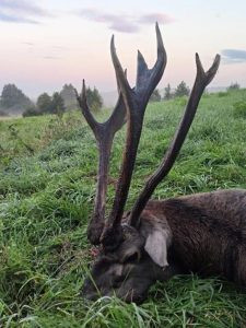 Poplatkový lov jelena v Beskydech 2024/2025 0