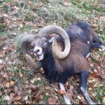 Poplatkový lov muflona v Českém Ráji ✅