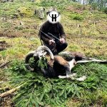 Poplatkový lov muflona v Českém Ráji ✅