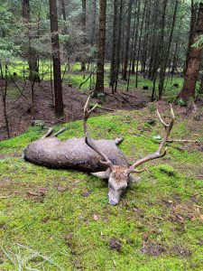 Lov jelena sika Dybowského 431 CIC, obora Jitro