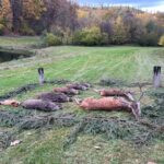 Lov v Jeseníkách 2025