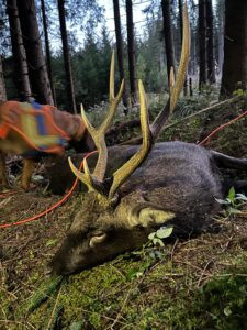 Lov jelena sika ✅ Sika japonský 258 CIC v honitbě Heřmanov