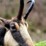 Kamzíci Rumunsko_2025 (4)