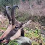 Kamzíci Rumunsko_2025 (5)