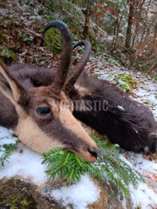 Lov kamzíka v Rumunsku ✅ Lovecká oblast Sibiu ✅ Lov medvěda