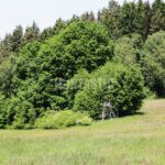 Honitba Přízeř (55)