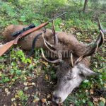 Jelen 150 CIC Šumava 2025