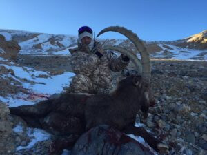 Kozorožec sibiřský