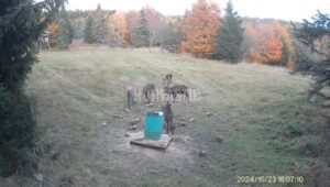 Naháňka v Krušných horách na 3 dny 2026 3