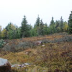 Honitba Vápenice