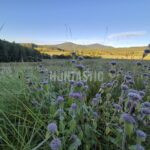 Honitba Blanský les