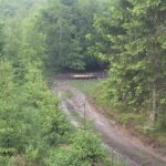 Honitba Blanský les