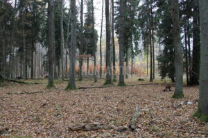 Lov zvěře v Železných horách 2025/2026 3