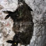 Lov Blanský les (11)