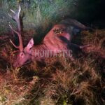 Lov Blanský les (12)