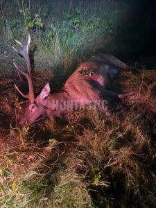 Lov zvěře v Blanském lese 2025/2026 3