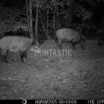 Lov Blanský les (13)