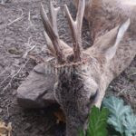 Lov Blanský les (14)