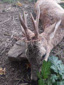 Lov zvěře v Blanském lese 2025/2026 2