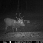 Lov Blanský les (2)