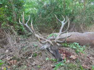 Lov jelena v Srbsku 2025 1