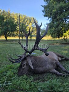 Lov jelena v Srbsku 2025 0