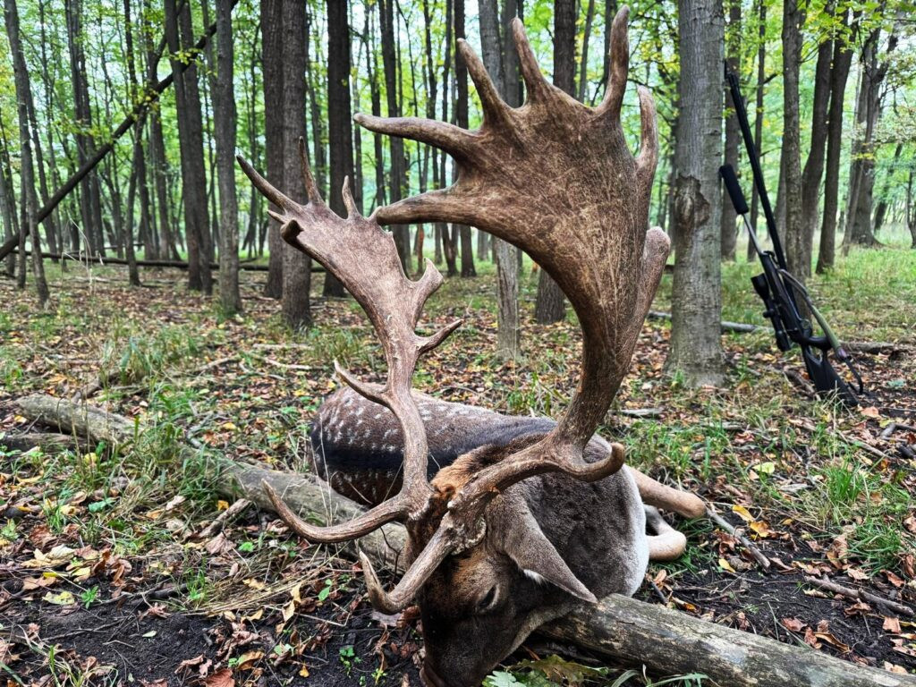 Lov daňka v oboře Pravice 2026