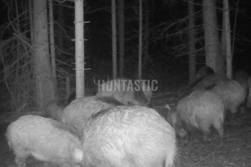 Naháňka v Krušných horách na 3 dny 2026