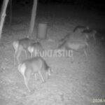 Naháňka Krušné hory 2026 (4)