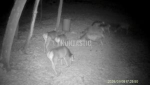 Naháňka v Krušných horách na 3 dny 2026 1