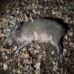 Lov divočáka honitba Lasvice