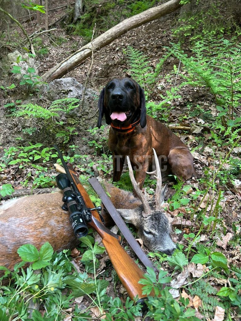 Lov srnců na Kokořínsku 2026