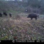 Lov pod Bezdězem (3)