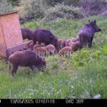 Lov pod Bezdězem (5)