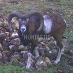 Lov pod Bezdězem (6)