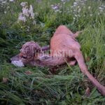 Lov srnců Kokořínsko