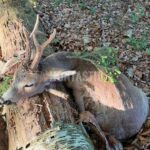 Lov srnců Kokořínsko