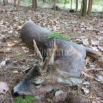 Lov srnců Kokořínsko