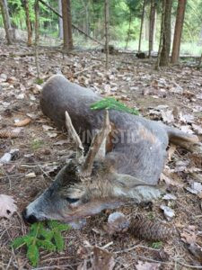 Lov srnců na Kokořínsku 2026 3