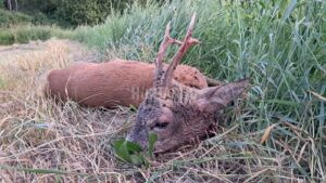 Lov srnců na Kokořínsku 2026 2