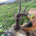 Lov srnců Kokořínsko