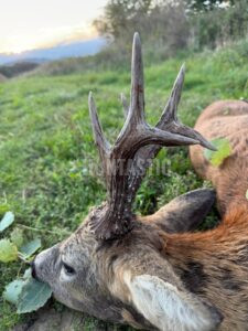 Lov srnců na Kokořínsku 2026 1