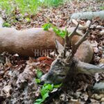 Lov srnců Kokořínsko