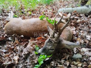 Lov srnců na Kokořínsku 2026 0