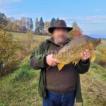 Lov daňků na Šumavě