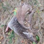 Lov daňků na Šumavě