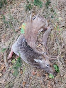 Lov daňka na Šumavě 2026 1